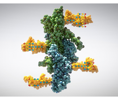 IBSA is confirmed one of the global 